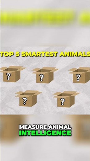 Top 5 Smartest Animals and How We Measure Intelligence