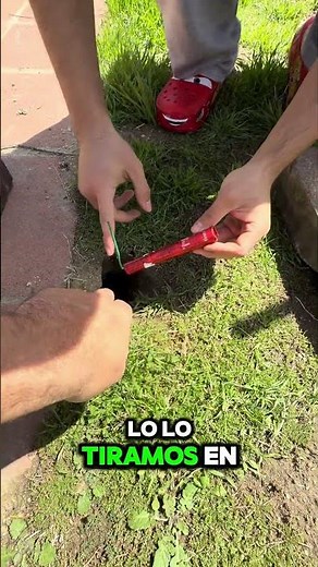 Cómo acabar con los Topos de tu jardín PARTE #2 #topos #gophers #pestcontrol #infestaciondetopos