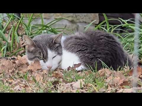 2026-01-01 PUČE CARNIVORA Felis catus DOMAČA MAČKA