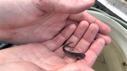 How a simple bottle trap revealed a hidden world of exotic fish