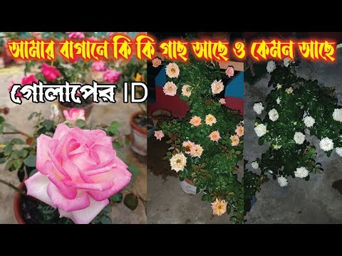 ROSE ID | Best rose id for beginners | Bagan Bari Bapan
