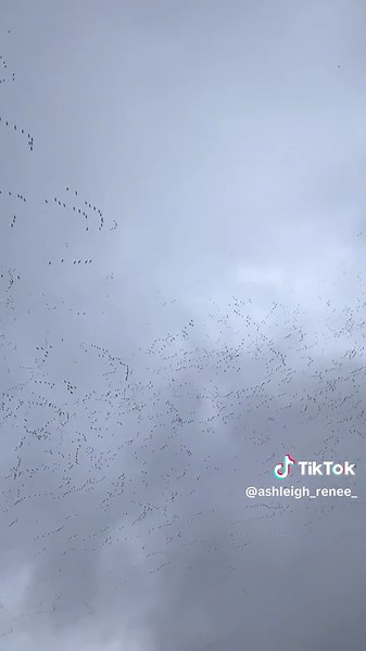 Doing our part for conservation this snow goose season. ❄️🦆 #ConservationHunt #SnowGooseSeason #migration