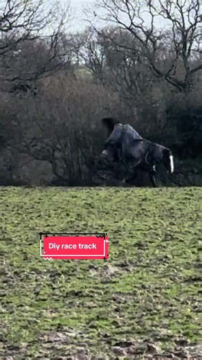 The girls had some fun pretending they were thoroughbreds today #horses #mares #galloping #equestrianlife #yard
