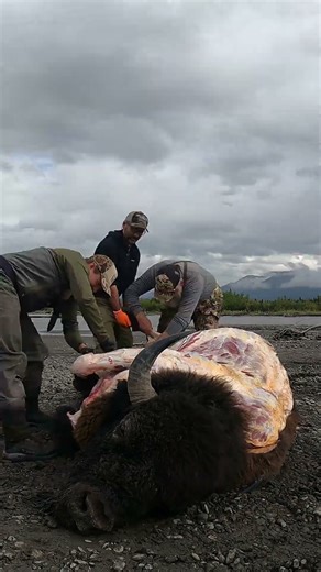 EPIC Bison Hunt in ALASKA #hunting #bison
