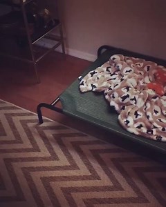 How adorable is this?! 🐶❤️ Follow Baron 👉 Baron And The Cat Like us for more animal videos 👉 I Love Paws | I Love Paws