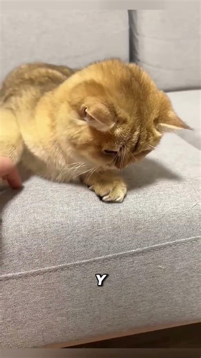 La solución genial para que los gatos beban agua #mascotas #lifehack