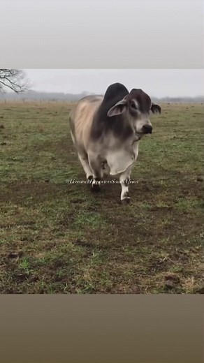 Welcome to September 🤠 , walk in Majesty like a Brahman King Bull 🤠. ❇️❇️ BRAHMAN BULLS AVAILABLE ❇️❇️ 🥩🤠#bulls #brahman #cowsforsale #meatballs LIVESTOCK EXPORTERS SOUTH AFRICA,We are number one exporters of BRAHMAN CATTLE, a few of our other Live stocks include; 1.cattle, 2.dairy, 3.sheep, 4rabbits, 5.ostrich, 6.Turkey, 7.Boer GoatsAnd a well-developed poultry and egg industry .On all inquiries on our Premium Quality Livestock, contact;Email: info.livestockexporters@gmail.com Call / Text /