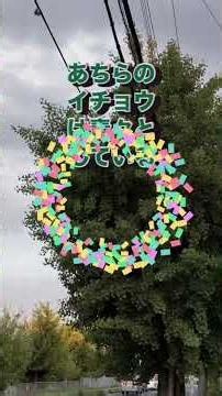 温暖化の高温に耐えられなくなって枯れたイチョウ、いつの間にか伐採されていましたが、跡地にはもう草しか生えないでしょう #枯れた #高温障害 #イチョウ #温暖化