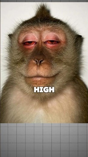6 Weird Animal Facts That Get Progressively Weirder 😳