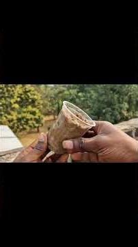 😍Rose Budding Tutorial🌹|#short #viral #youtubeshorts #rosegrafting #rosepropagation #rosebuddy #diy