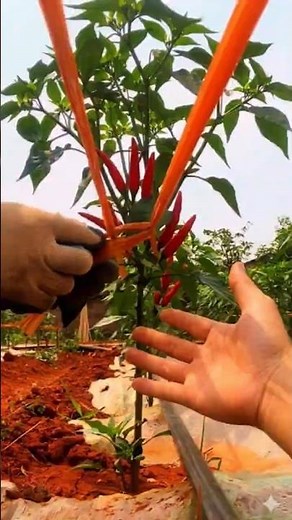 How to Build a Trellis for Chili Plants 🌶️ Keep Rows Straight & Strong (Easy Guide) #farminglife