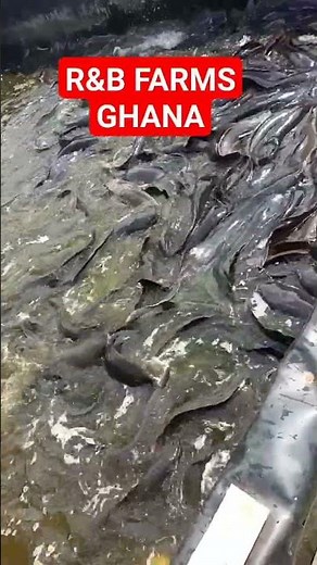 The only integrated fish farm in Ghana
