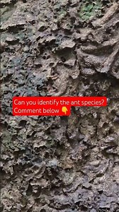 comment below if you can identify the ant specie in the video #ants #wildlife #amazonrainforest
