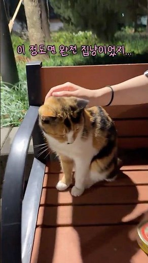 길고양이 구조 처음 해보는 상황!! 구조는 무사히 성공일까??? #또냥이를부탁해 [Ep.8또냥이]