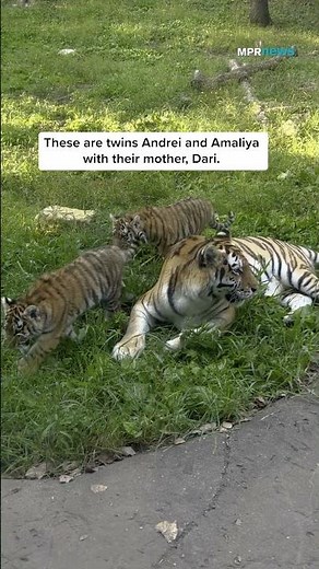 Amur tiger cubs explore their habitat in public debut at Minnesota Zoo