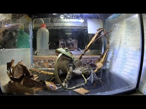 Frog-Eating Snake Eaten by Frog | American Bullfrog Feeding