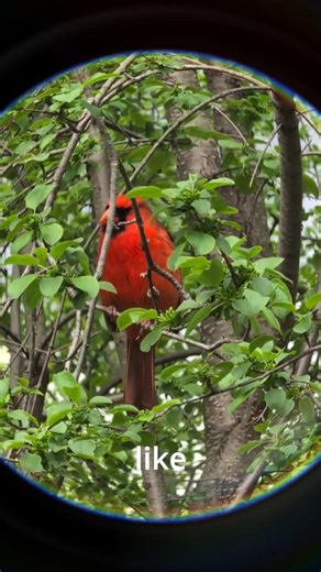 Why some birds mimic humans?
