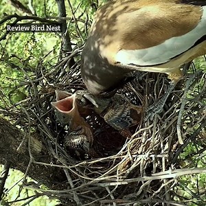 Crow is trying to get food out of another crow's mouth | Review Bird Nest