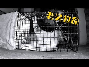 [CC SUB] Cat fell into a trap because of gluttony and was so angry that he beat the iron cage.