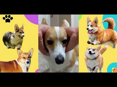 Non-Stop Laughter: The Funniest Corgi Moments That Will Brighten Your Day! 🐕😂🤡