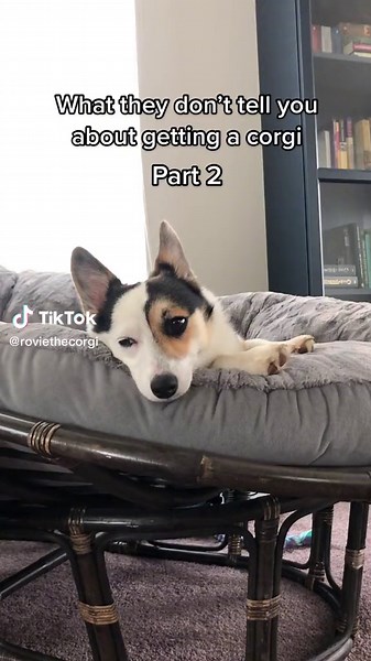 Unveiling the Truth About Owning a Corgi | Part 2
