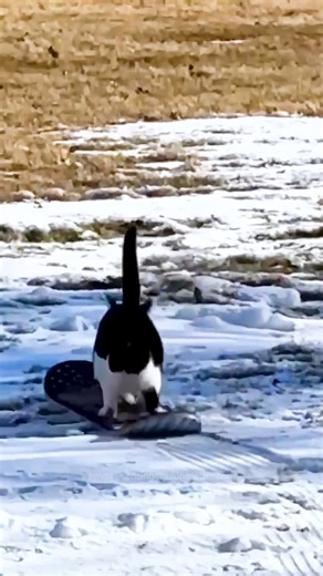 This cat knows tricks! 🏂😻☃️ #Snowboarding #Cats #Tricks #Snow #Winter | The Pet Collective