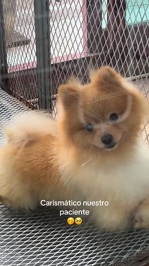 Carismático nuestro paciente ✨ | Mundo Canino
