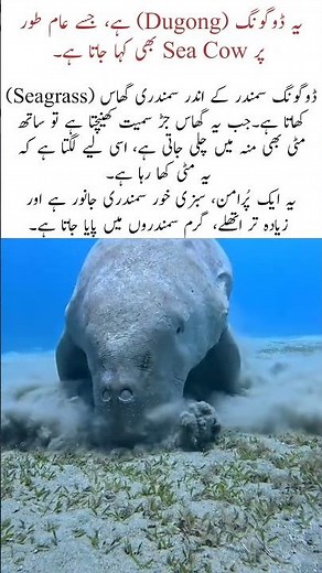 Dugong Eating Seagrass Underwater Rare Sea Cow Feeding Scene. #nature #naturefacts #wildlife #shorts