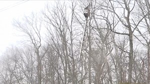 Eversource implements helicopter tree trimming to help prevent power outages