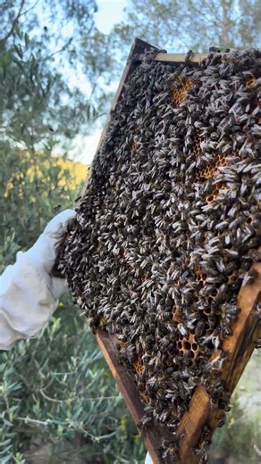 🐝 Thousands at Work #honeybeesting