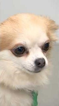 Dog Pepper is afraid of fireworks: 'It's like Russian roulette' | #L1News