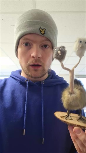 Creative Bad Taxidermy Projects and Rat Pencil Cases