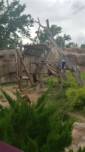 #zoobaby #thisismyfamily