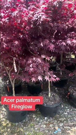 10 gallon ‘Fireglow’ Japanese Maple at MrMaple.com