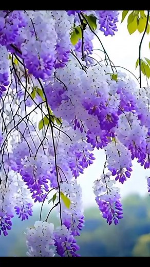 149K views · 1.5K reactions | #timthuychung | Tím Thủy Chung | Facebook