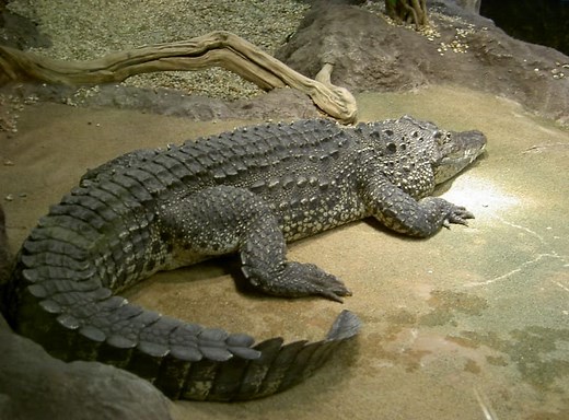 How Hard Is The Skin Of A Crocodile? - Animal World Facts