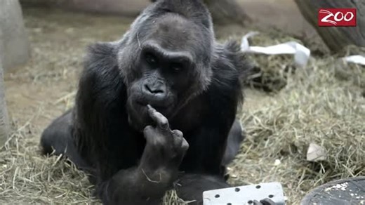 Time Rewind on Instagram: "Colo, Corvette and Telstar, oh my! That and more as Time Rewind turns it back for December 22nd. 🎬 Video montage edited by Media Arts student Kathryn Jobe at Ball High School in Galveston, Texas. 📺 Subscribe to our YouTube channel for more. https://www.youtube.com/@timerewind *ED. NOTE: Colo died shortly after her 60th birthday, on January 17, 2017."
