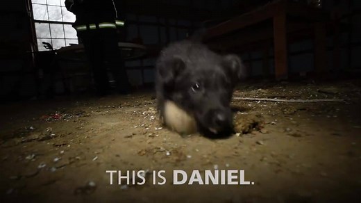 321K views · 2.3K shares | Every year, the HSUS Animal Rescue Team rescues thousands of animals like Daniel, who was found suffering in a puppy mill among 295 other dogs. Only you make this life-saving work possible. Be a hero for animals today. | Humane World for Animals | Facebook