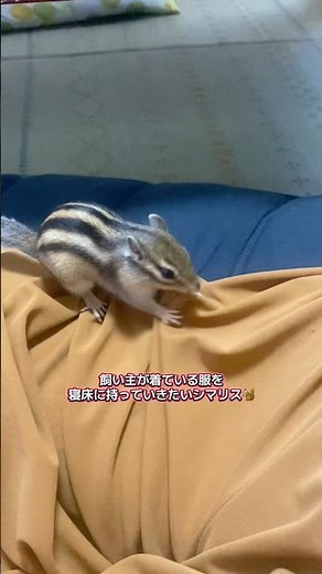 ※早送りではないです🙆🏻‍♀️笑#リス #シマリス #リスのある暮らし #リスのいる生活 #シマリスのいる生活 #動物 #小動物 #ペットの暮らし #ペットのいる暮らし #ペット