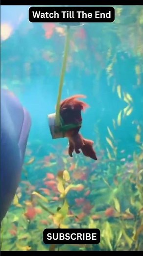 Ollie Almost Gets EATEN by a Giant Fish 😱 Swapped 2026