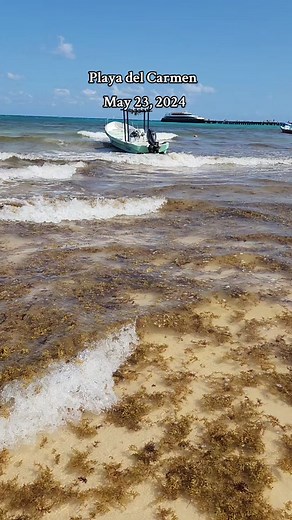 Playa del Carmen Beach Cleaning | Travel TikTok