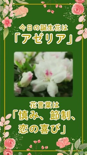 #誕生花 #癒しの言葉 #12月8日#アザレア#アゼリア