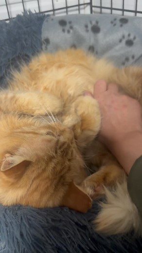 Morning from Hoggle who has decided it isn’t quite time to get up but more then happy to have lots of fuss 🥺🥰💙 | KrazyKats Kitty Rescue