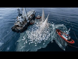 Unbelievable Catch! European Trawlers Harvest Mountains of Fish on the High Seas