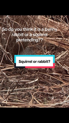 Is It a Squirrel or a Rabbit? A Fun Backyard Mystery