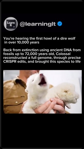 Animal Videos on Instagram: "Direwolves were large, prehistoric predators that lived during the Pleistocene Epoch, primarily across North and South America. Scientifically known as Canis dirus, direwolves were heavier and more muscular than today’s gray wolves, with strong jaws built for crushing bone and hunting large Ice Age mammals like bison, camels, and horses. They thrived for thousands of years but went extinct around 10,000 years ago, likely due to a combination of environmental changes,