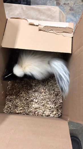 4.3K views · 276 reactions | Then and now with my pet skunk Atari. 凉令 #pets #animals #ataritheskunk #babyanimals | Skunk VD | Facebook