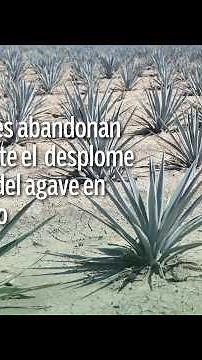 Sufren productores de agave en Guanajuato caída de precios y desplome del producto