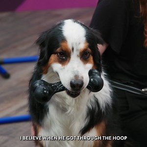 132K views · 2.3K reactions | Which dog has the best agility?  | Smosh Games | Facebook