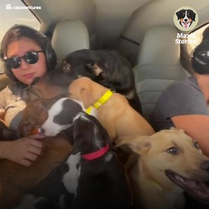 272K views · 395 reactions | Woman puts 27 dogs on a plane to save them from a sad fate ❤️ | Creative Planet | Facebook